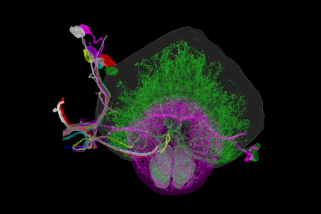 The fractal brain, from a single neuron's perspective - The Source